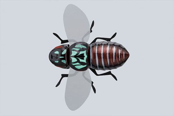 Jackall Bugdog #Bug Black