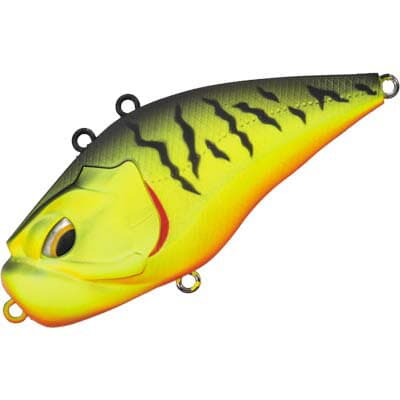 Valleyhill Giganoto Light 09 Black Back Tiger