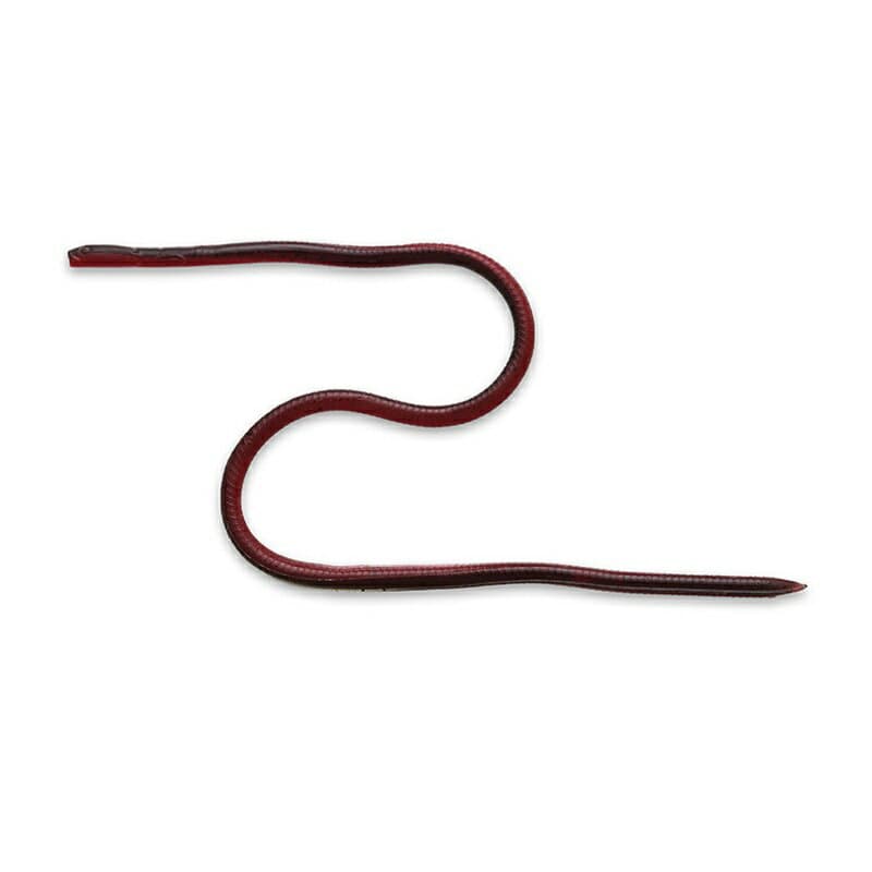 Imakatsu Skinny Eel Crawler 12 Eco #S-516 Imae GP Pepper Mimizu