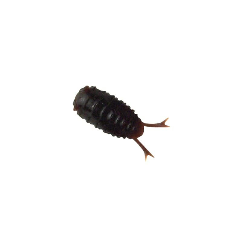 ブリーデン　13-Roach ビーローチ 14 ローチブラウン