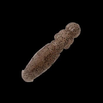 Nories Worm Flip Dom 3inch 072 Giant Shrimp