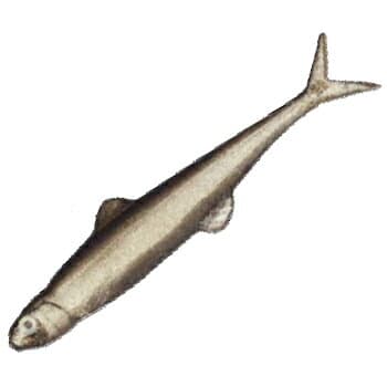 Evergreen Worm Fact Last Ace 75 #57 Trick Shad