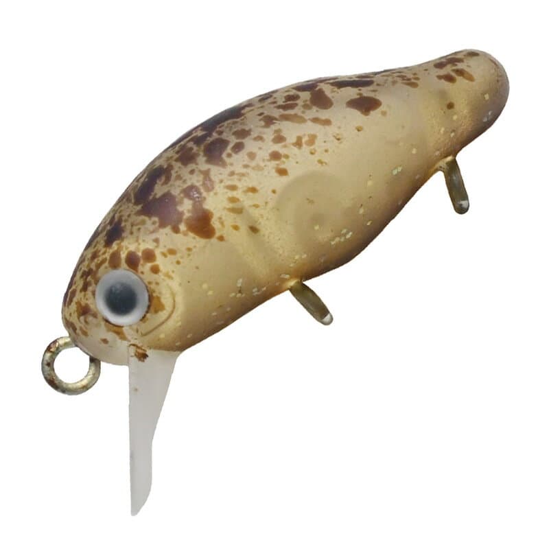 Smith Cadis 24mm 20 Walnut RG