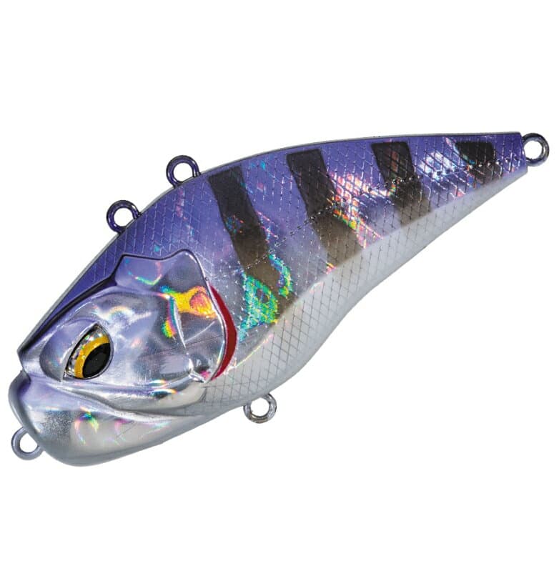 Valleyhill Giganoto TG Rattle Purple Gill