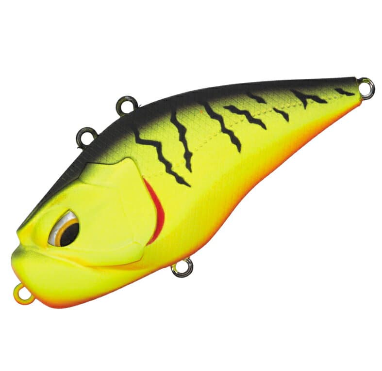 Valleyhill Giganoto TG Rattle Black Back Tiger